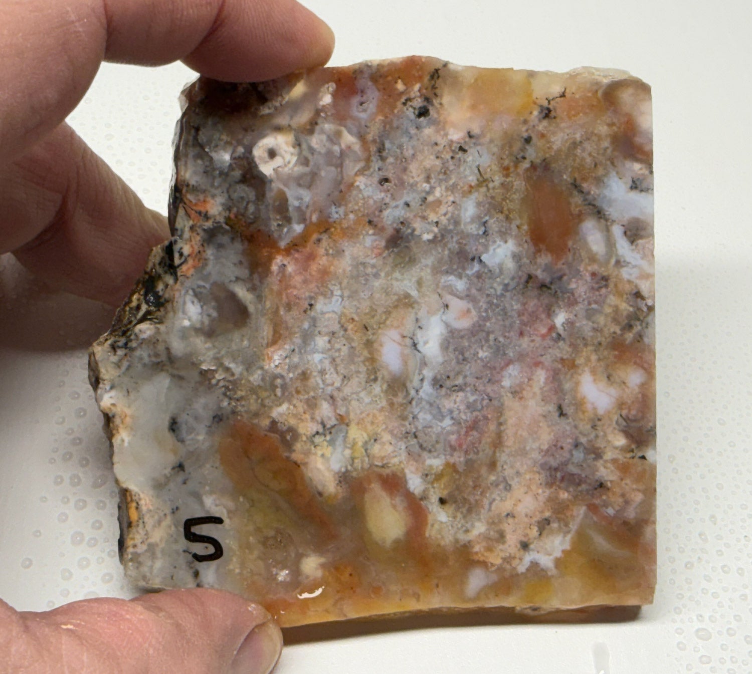 Utah Gem Coprolite A+ Grade