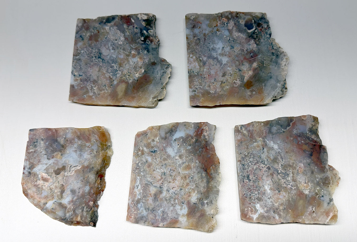 Utah Gem Coprolite A+ Grade