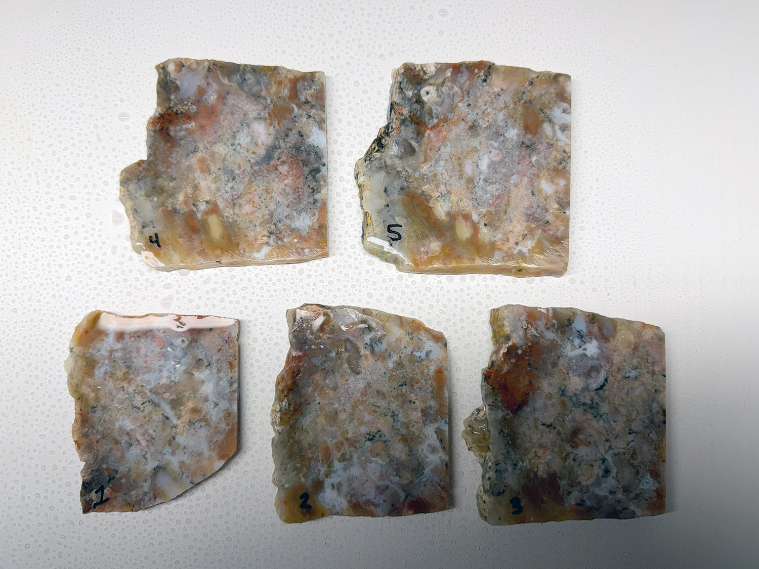 Utah Gem Coprolite A+ Grade