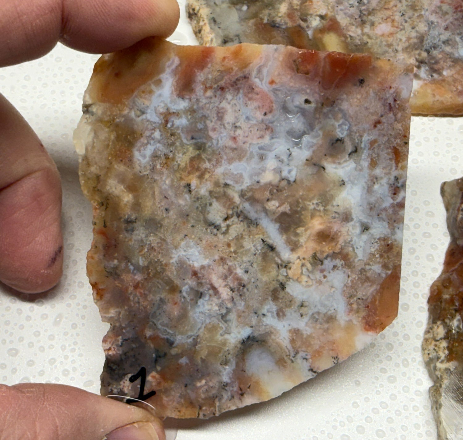 Utah Gem Coprolite A+ Grade