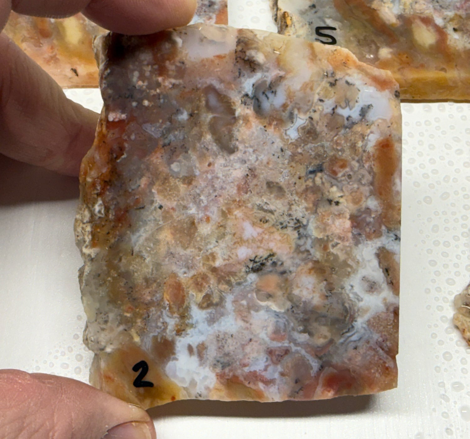 Utah Gem Coprolite A+ Grade