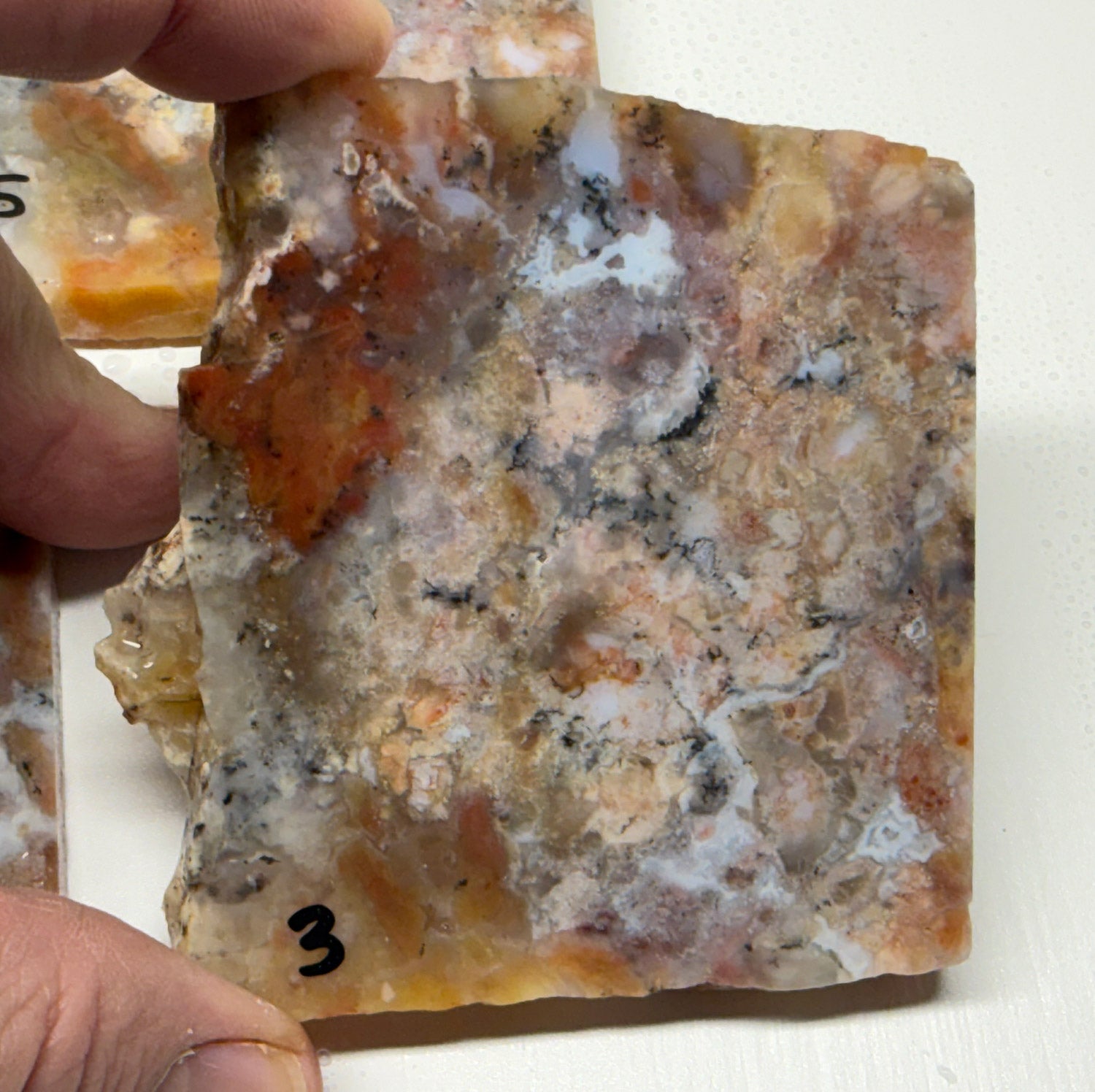 Utah Gem Coprolite A+ Grade