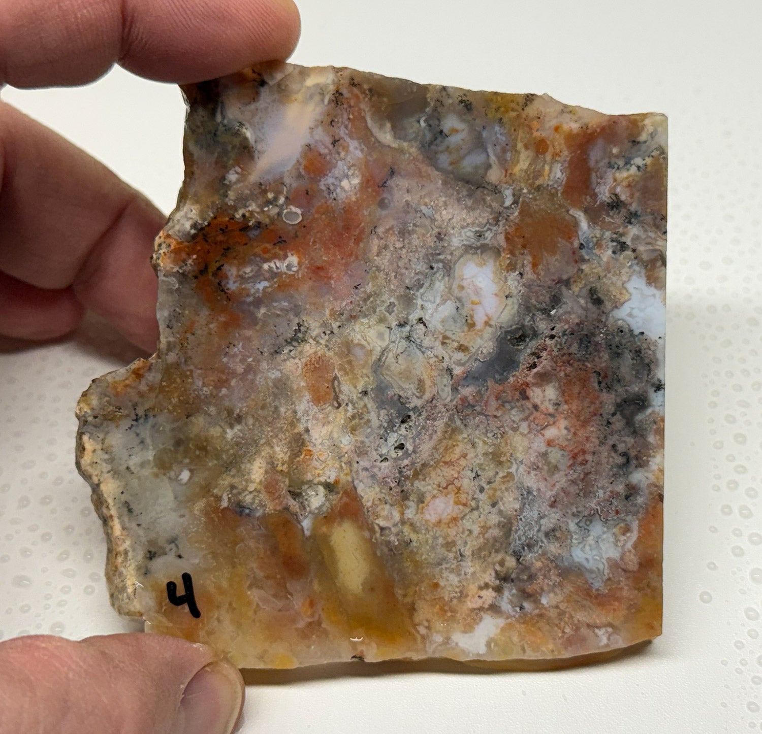 Utah Gem Coprolite A+ Grade